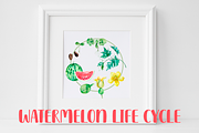 Watermelon Life Cycle Poster/Clipart, an Education Illustration by Tati Bordiu (Thumbnail 2 of 5)