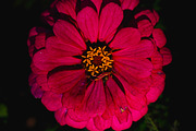 Flower & Garden Collection 15 photos, a Nature Photo by Silent Nature (Thumbnail 5 of 14)
