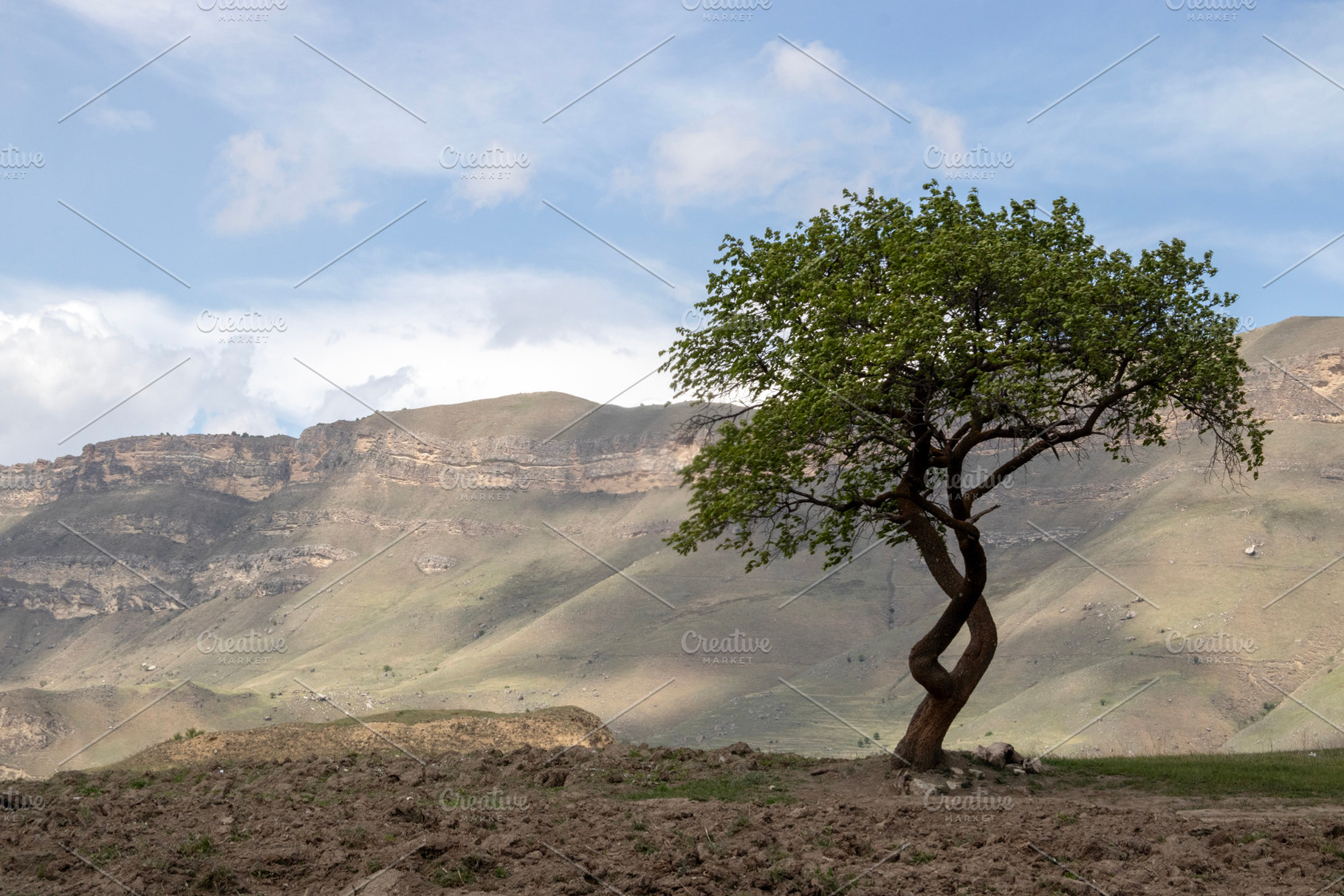 A lonely tree grows in a mountain, a Nature Photo by Schreibikus