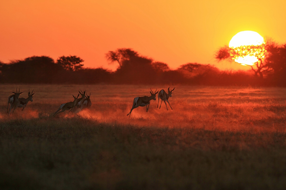 Springbok - Sun Runners, an Animal Photo by Wildlife Wonder (Photo 1 of 2)