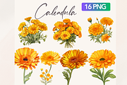 Watercolor Calendula flowers, a Decorative Illustration by TimCanvaTemplate (Thumbnail 4 of 5)