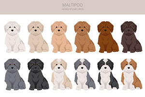 Maltipoo Maltese Poodle Mix