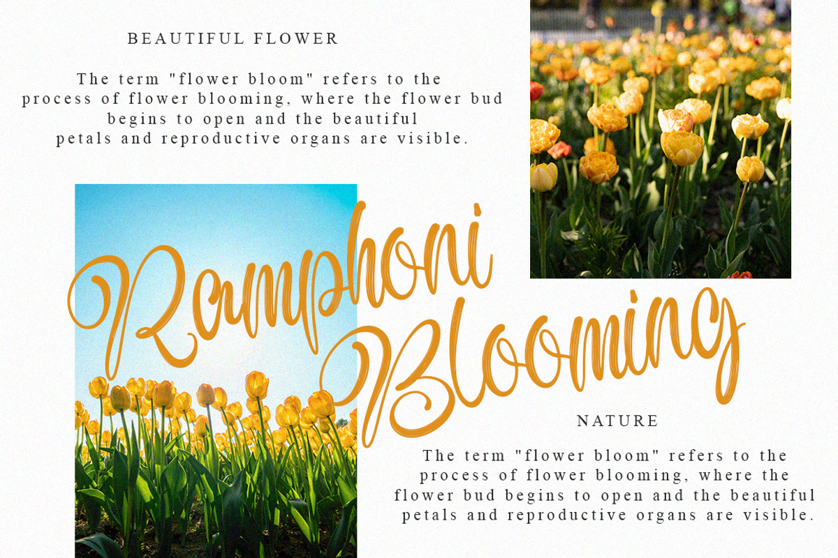 Antonia Morben Font Duo, a Script Font by IM Studio (Photo 2 of 9)