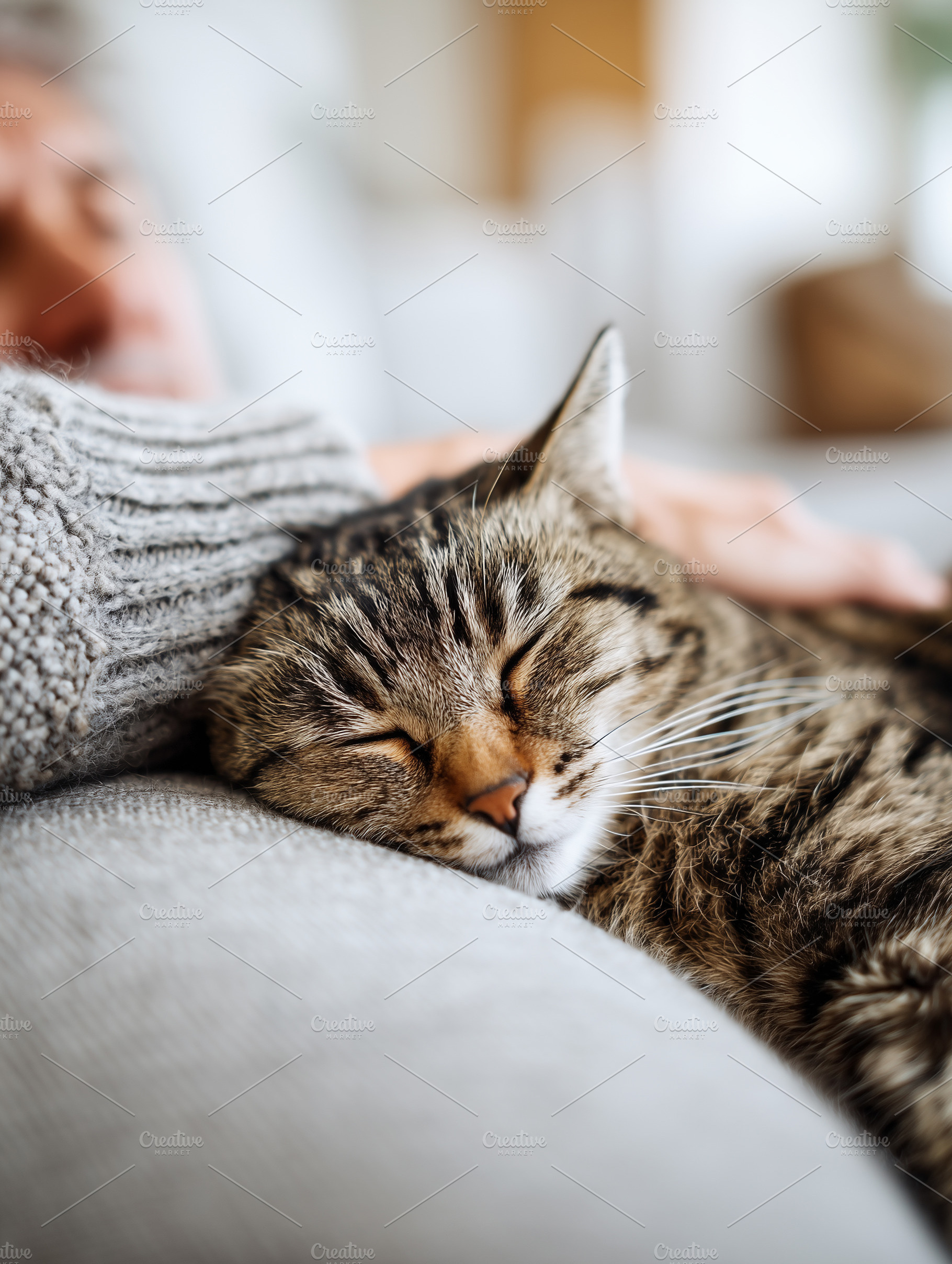 Cozy close up of a sleeping tabby, an Animal Photo by MistyDay