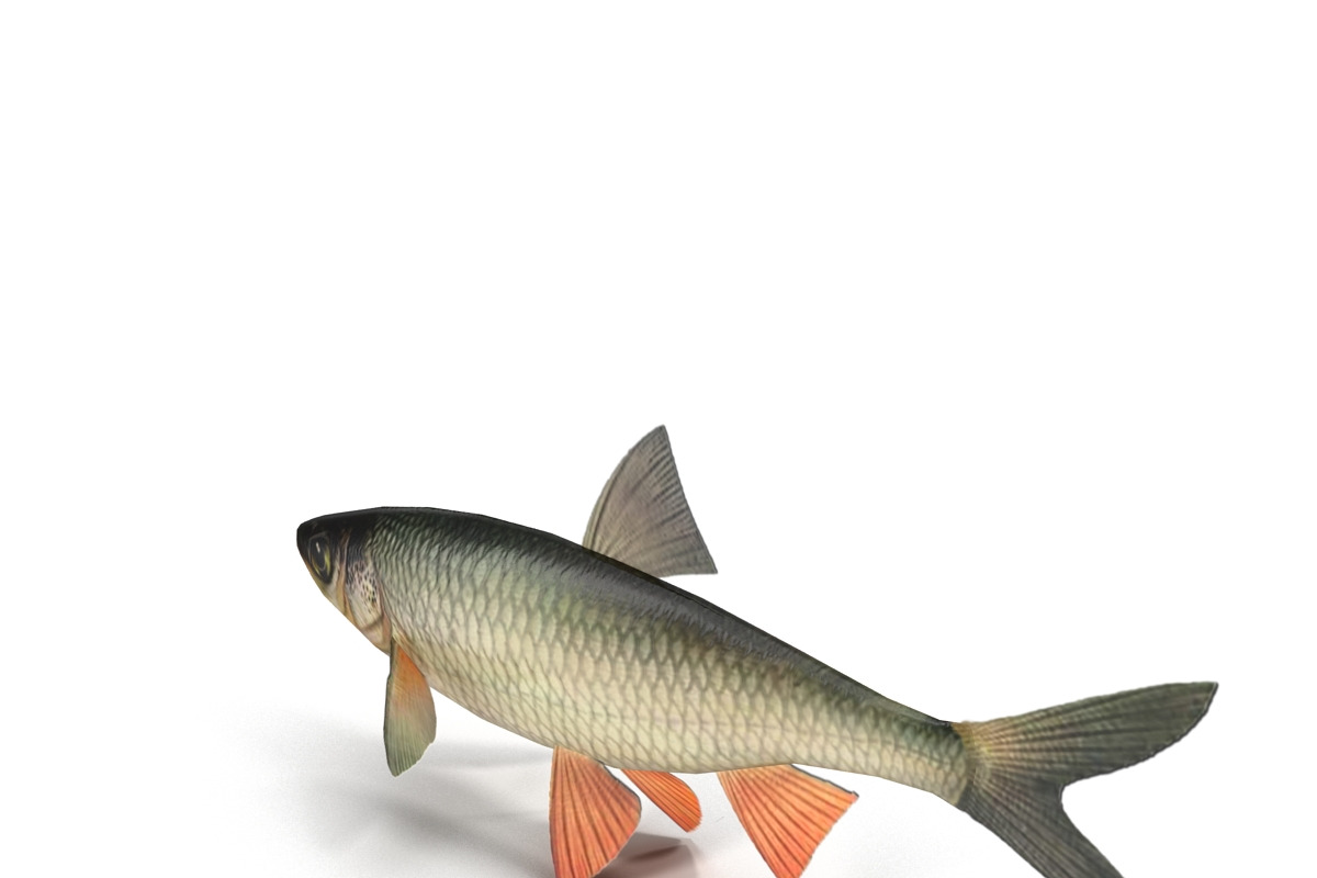 Chub, an Animal 3D Model by AndrewWhite (Photo 4 of 21)