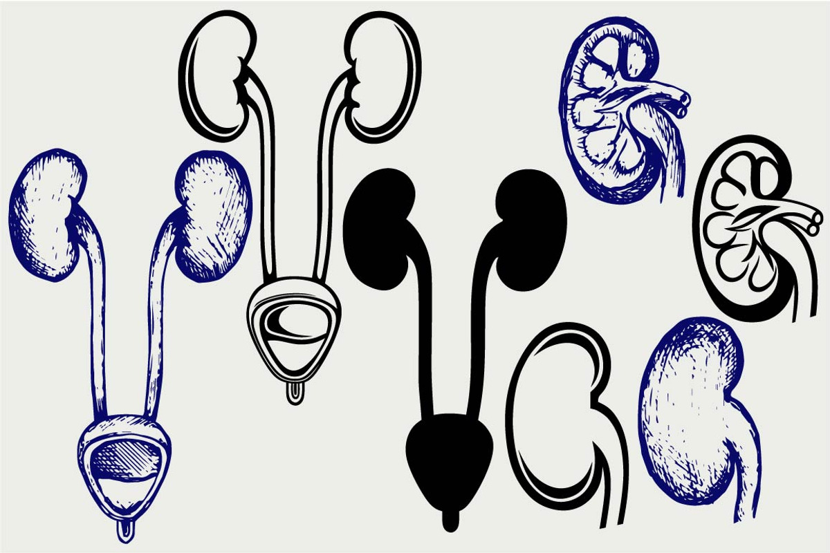 Kidney and urinary bladder SVG, an Outline Icon by LineworkStock