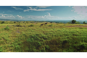 Horses grazing on Sumba Island, an Animal Photo by Goinyk