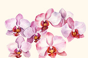 Orchids flower pattern and elements, a Decorative Illustration by irina.vaneeva (Thumbnail 4 of 6)