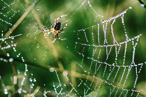Large spider in the web, an Animal Photo by Nature and travel