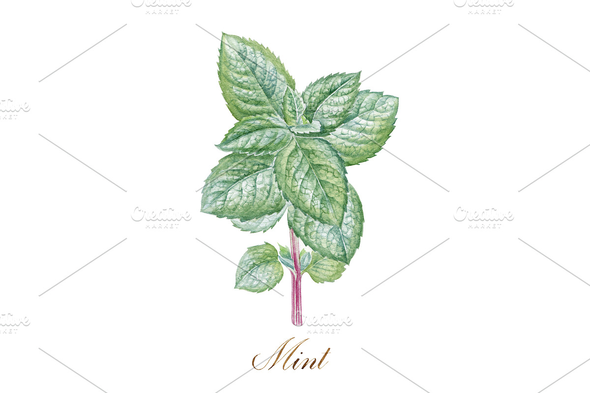Mint, a Food Illustration by Watercolor life (Photo 5 of 6)