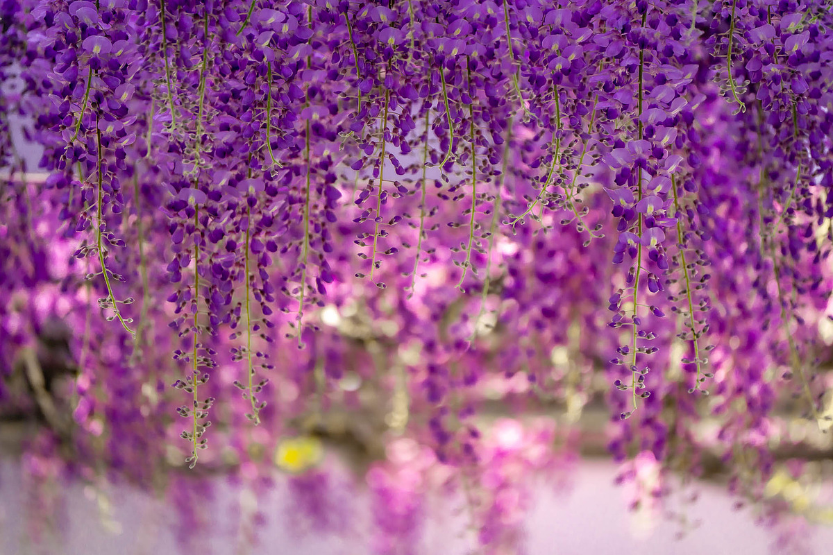 Purple Wisteria Flower Photo Bundle, a Nature Photo by Silent Nature (Photo 4 of 6)