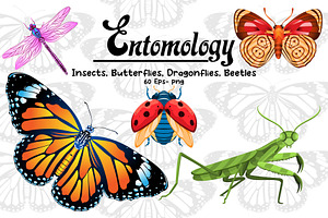 20 Vector Insects Illustrations