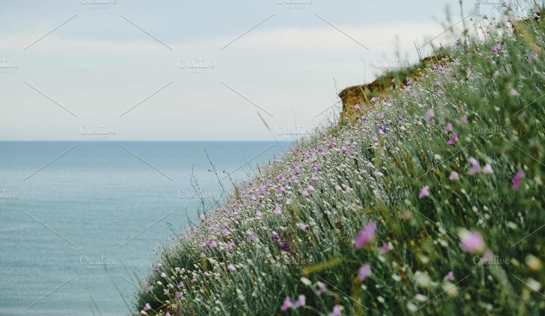 Flowers in Grass on the Sea Beach, a Nature Photo by Pro.Motion