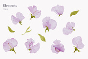 30% Off - Sweet Pea Watercolor, an Object Graphic by bloomscape (Thumbnail 2 of 13)