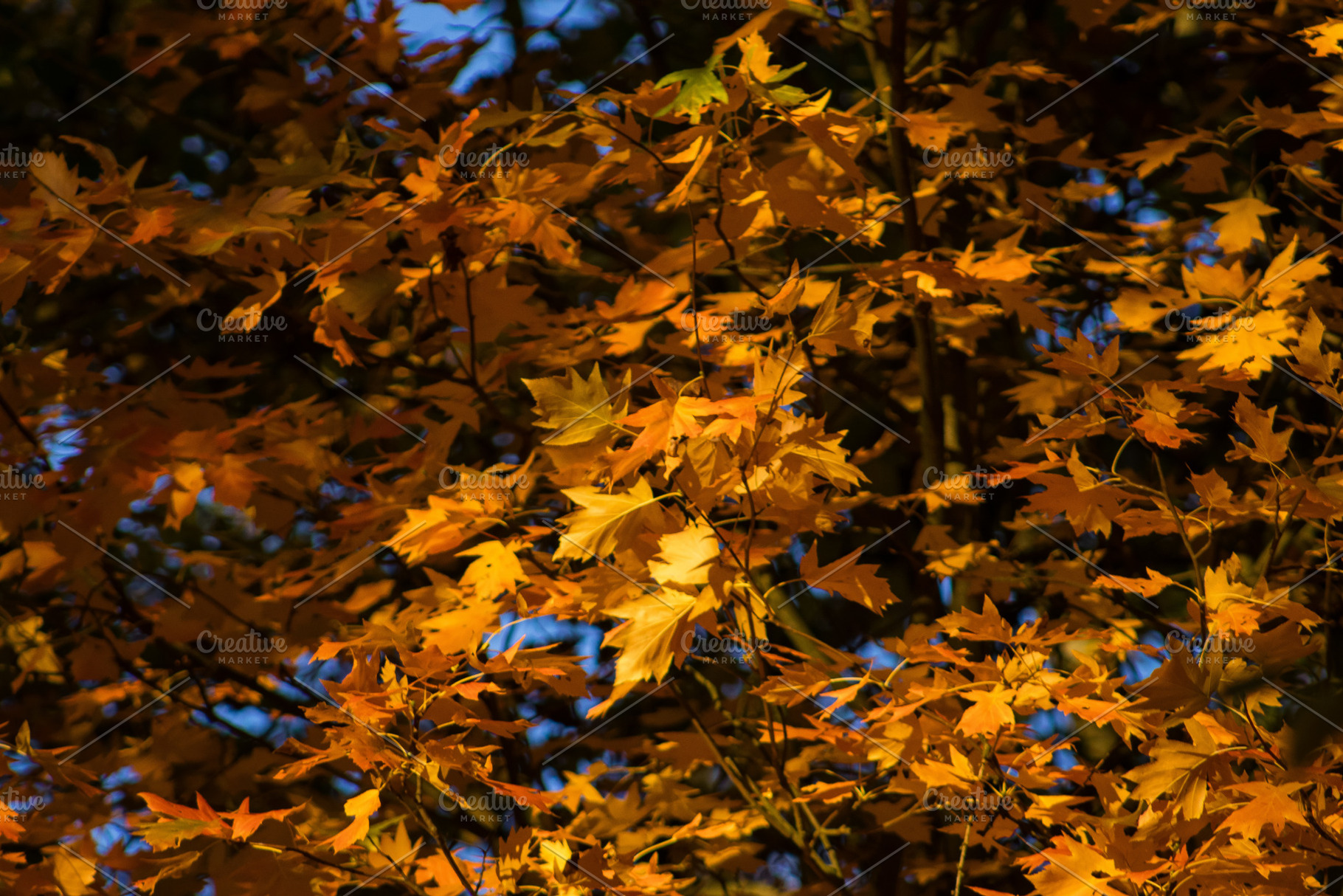 Leaf #2, a Nature Photo by jakub_kopecky