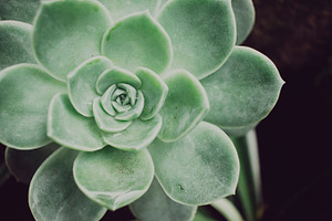 Minimalist Rock Rose Succulent Photo, a Nature Photo by René Jordaan Photography