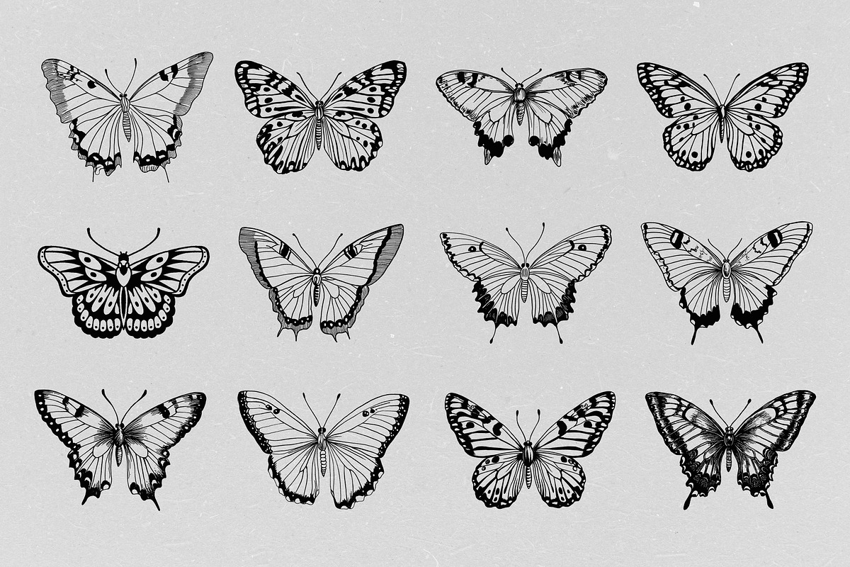 Hand Drawn Butterfly Vector, an Animal Illustration by Alternate Studio (Photo 3 of 5)