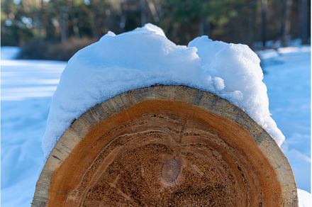 Snow on a tree trunk in the forest, a Nature Photo by VictorGrow