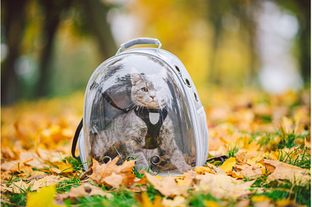 Gray cat in backpack with porthole