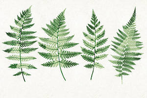 Ferns Bundle