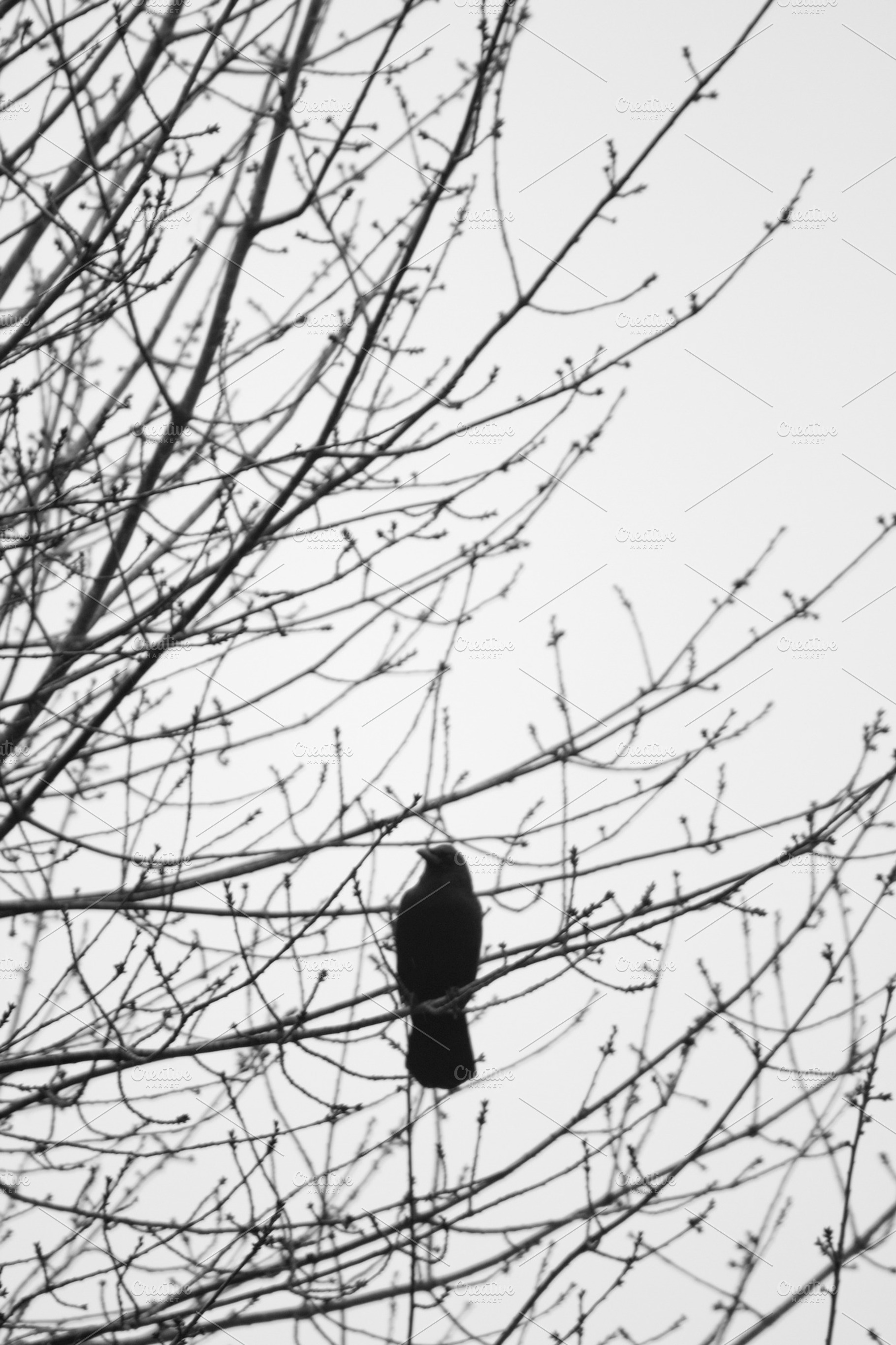 Crow containing black and white, bw, and crow, a Nature Photo by Word Picture Ink