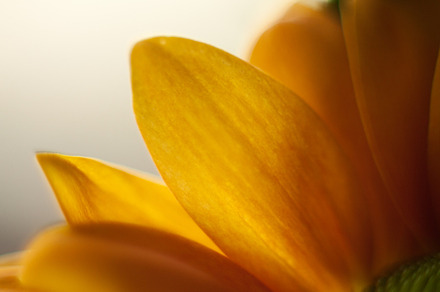 Flower featuring closeup, flower, and photo