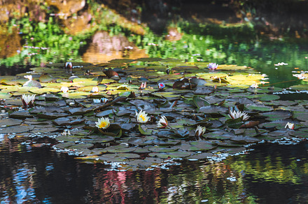 Water lilies on reflective pond