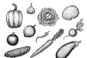 Vegetables Collection, an Object Graphic by Eugenia Hauss Design (Thumbnail 3 of 3)