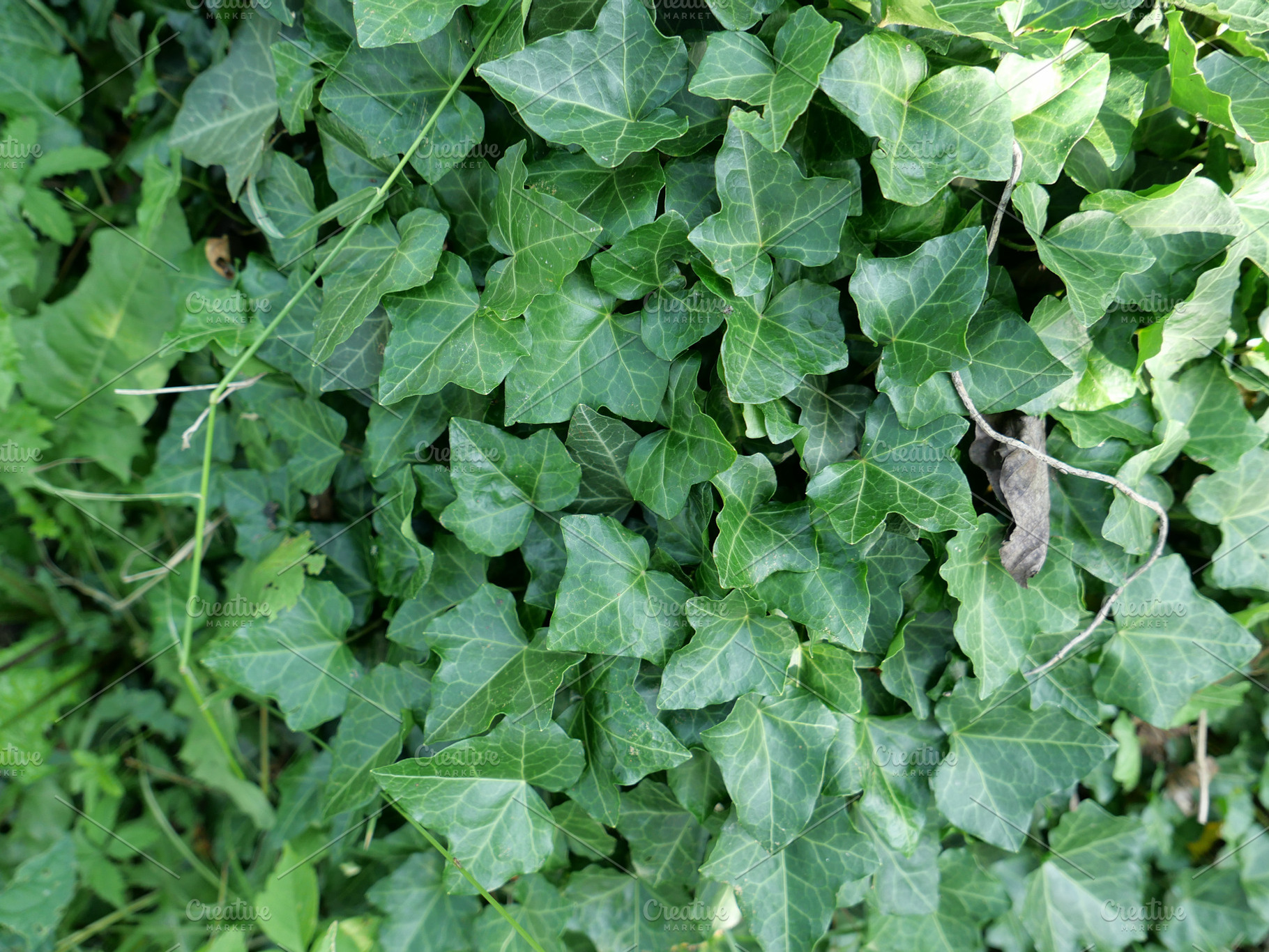 ivy plant background, a Photo by WorldOfPhotos