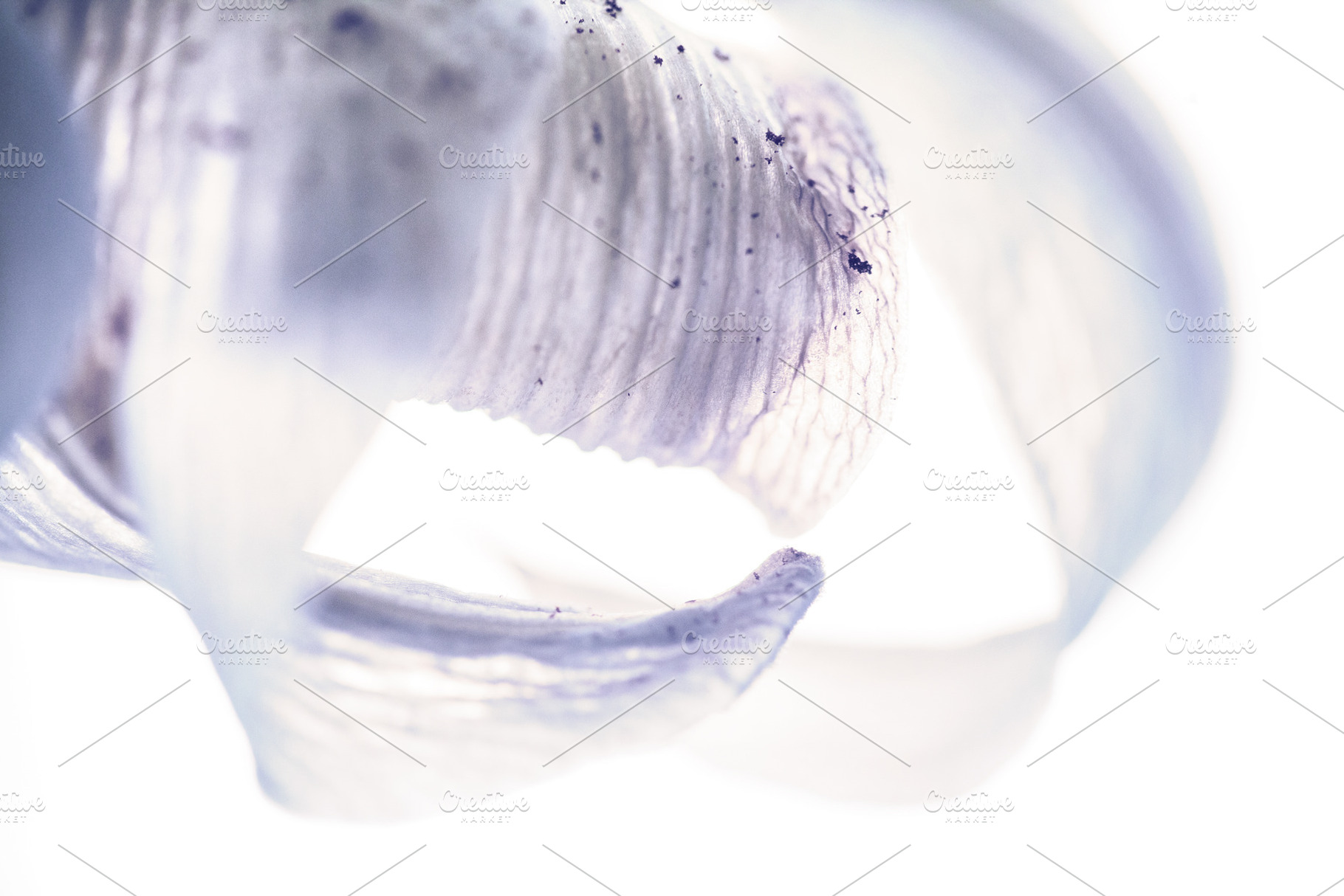 High-key macro shot of a dry purple petal with delicate ribbed texture. Close-u, a Nature Photo by Rohan Photography