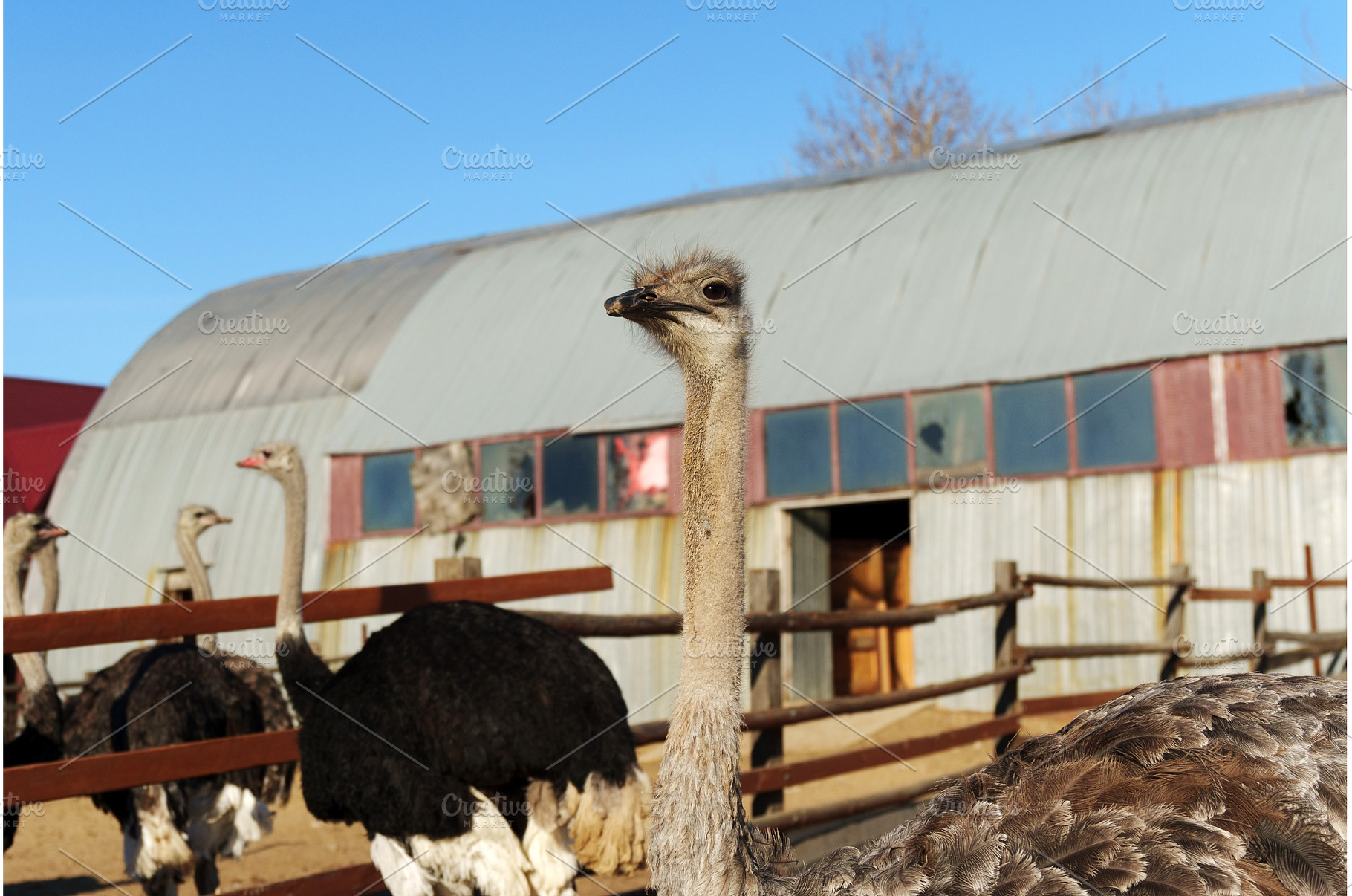 Ostrich gazes curiously at the, an Animal Photo by darksoul72