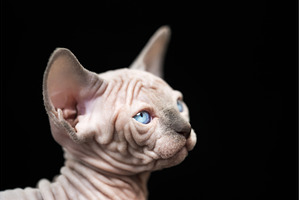 Portrait of kitty with blue eyes, an Animal Photo by Alexander-Piragis