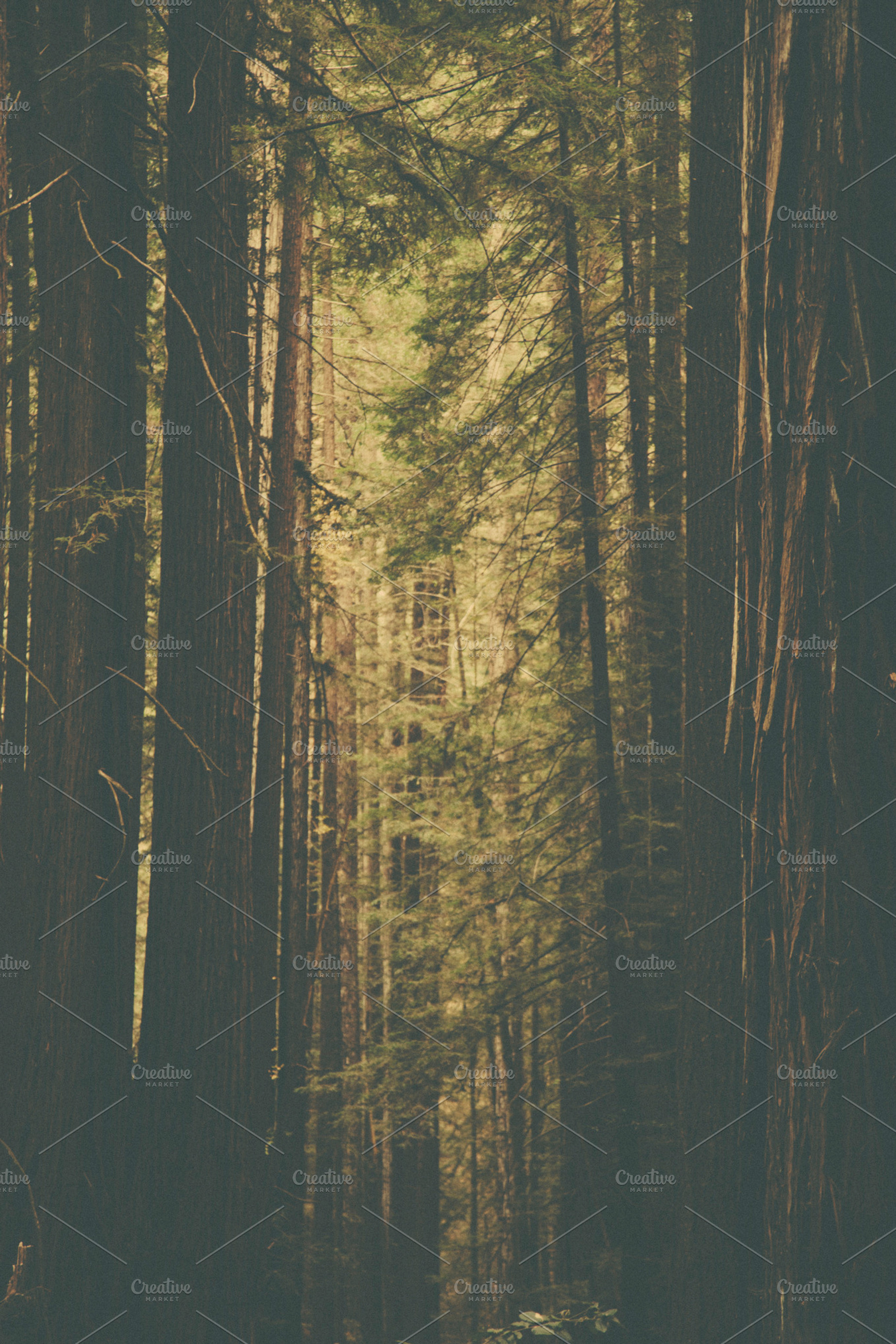 Red wood trees featuring california, red wood, and trees
