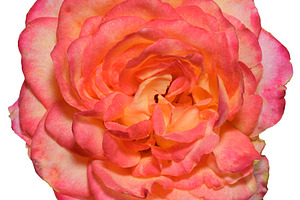 A close-up of an open pink and orange rosebud. The bicolor flowe, a Nature Photo by ndanko