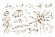 Exotic banana fruit, hand-drawn set, a Food Illustration by Good Studio (Thumbnail 3 of 3)