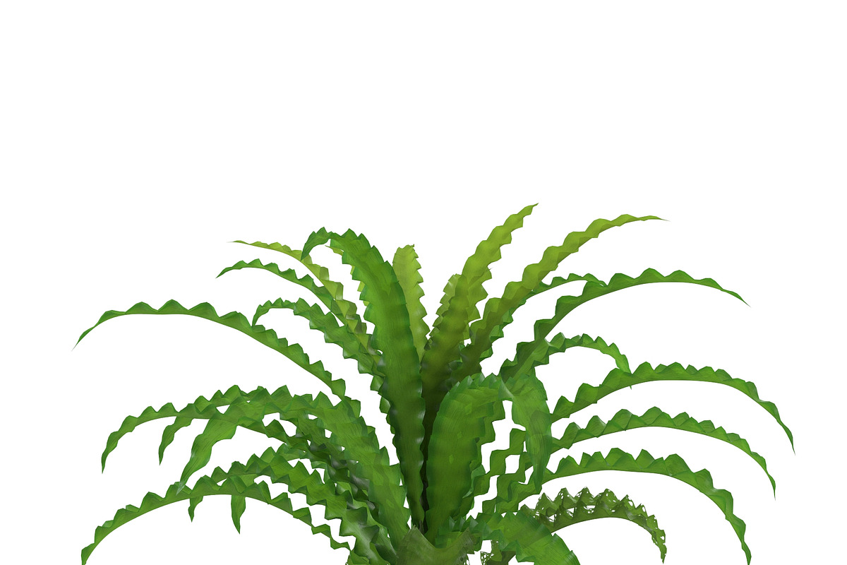 Pogostemon helferi, a Plants & Tree 3D Model by AndrewWhite (Photo 5 of 9)