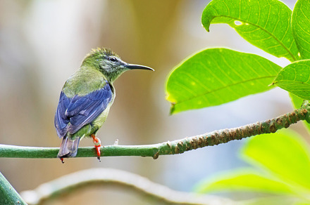 Toucan Bird preview 6
