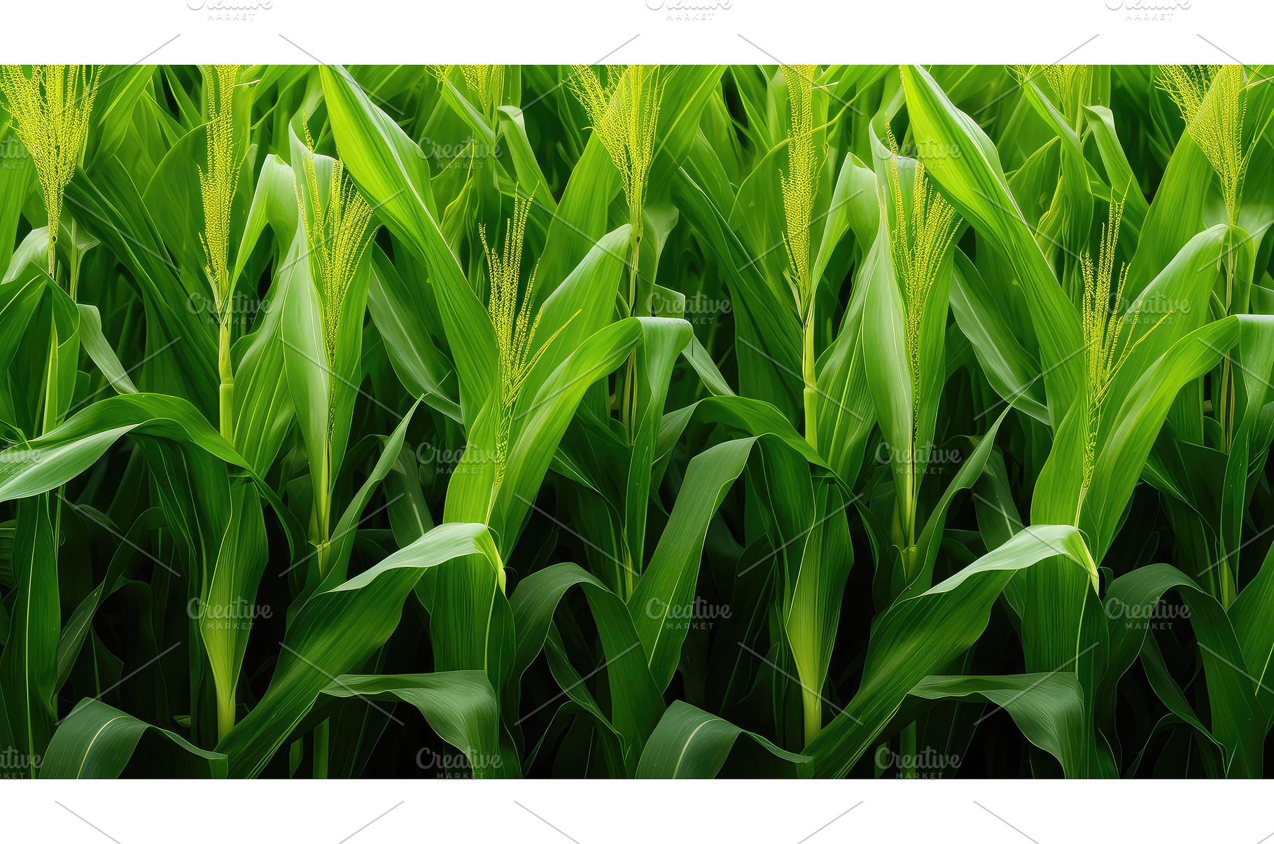 genetic gmo corn depic ai generated, an Industrial Photo by pikepicture