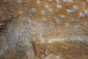 Real texture beautiful skin of spotted fallow deer, an Animal Photo by Byrdyak
