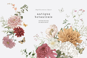 ANTIQUE BOTANICALS Vintage Flowers, a Decorative Illustration by Muse Artist