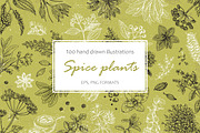 Spice Plants Collection, an Illustration by Evgeniia Lanskikh (Thumbnail 1 of 11)