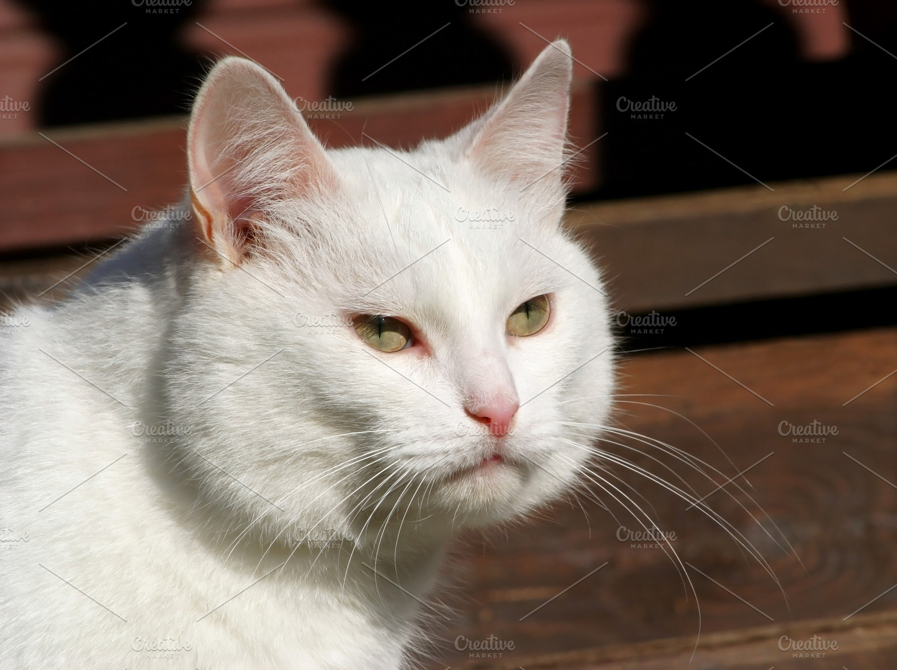 White cat sitting isolated, a Photo by saiko3p