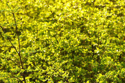 Full frame image of dense lime green shrub with young leaves in late spring or