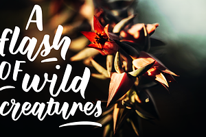 Wild Creatures Brush Font Family