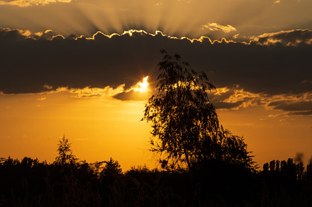 beautiful sunset with tree and, a Nature Photo by Pakosta