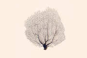 Sea Coral, a Nature Photo by The Free Creatives (Thumbnail 1 of 2)