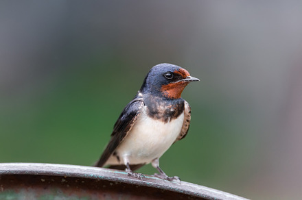 village swallow on the fence.., an Animal Photo by AlexBush
