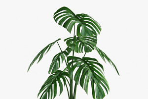 Monstera 05