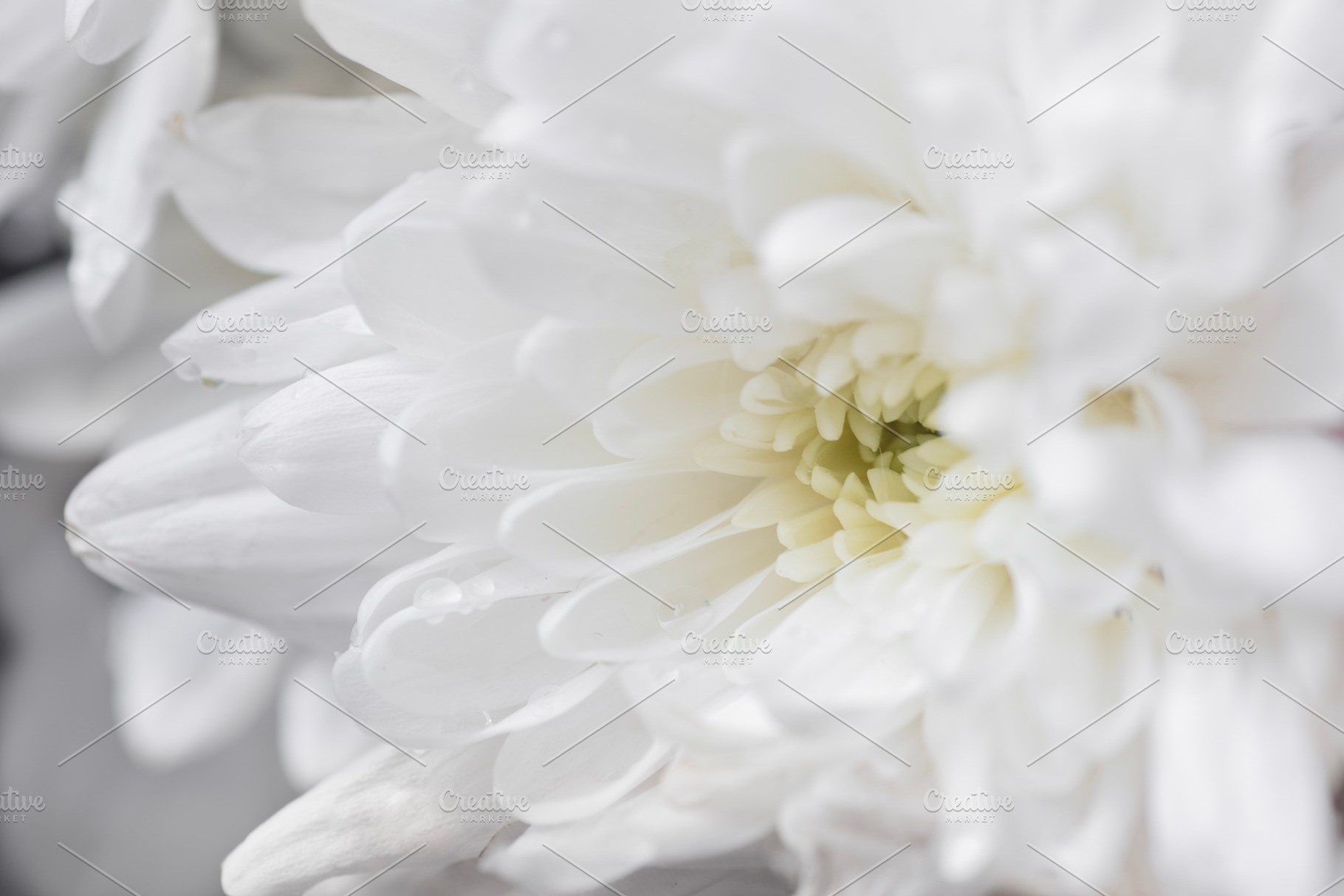 White chrysanthemum petals close-up., a Beauty & Fashion Photo by Anntuan