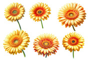 Whimsical gerbera spring Flower, an Illustration by Designworld (Thumbnail 2 of 5)